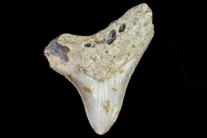 Juvenile Megalodon Tooth - Georgia #111643